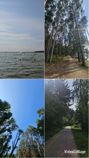 Swimming and Forest Paths