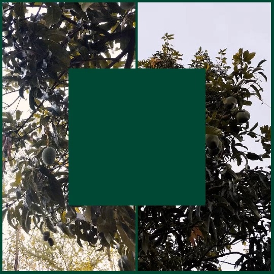 Tree with Green Leaves and Fruits