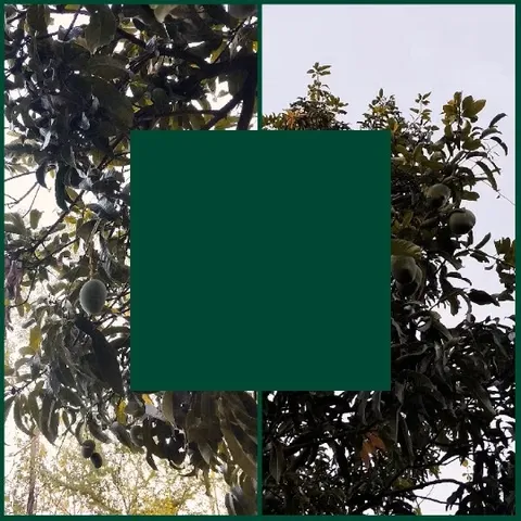 Tree with Green Leaves and Fruits