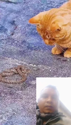 Cat Watching a Coiled Object