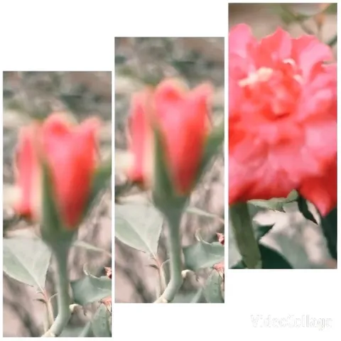 Close-Ups of a Pink Flower