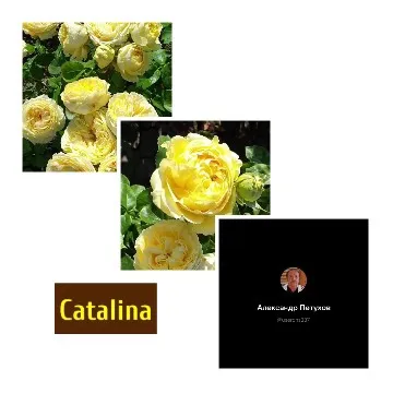 Yellow Flowers with Text 'Catalina'