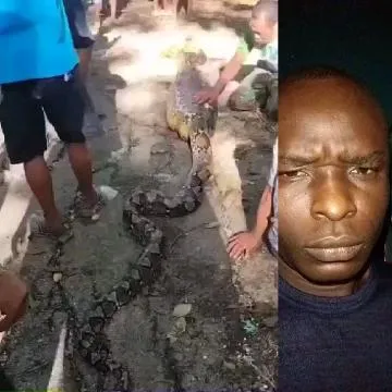 People Interact With A Large Snake