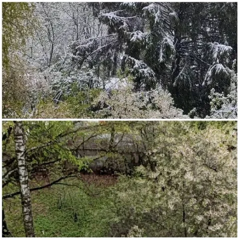 Snowy Forest and Lush Greenery