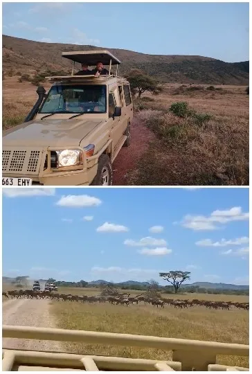 Safari Vehicle with Herd of Wildebeests