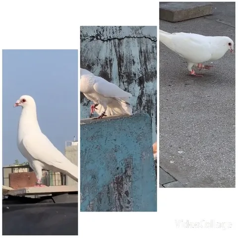 White Pigeons in Various Settings