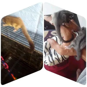 Small Animals on Structures