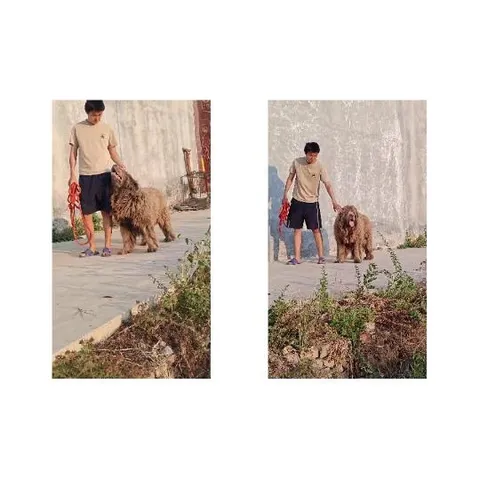 Person with Dog on a Leash