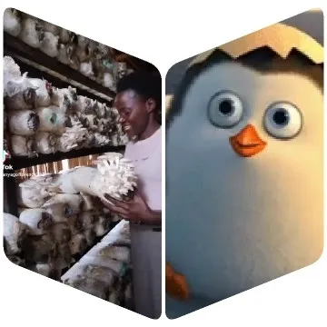 Mushroom Growing Facility and Cartoon Penguin