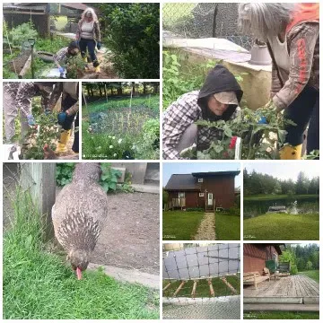 Garden Life and Homestead Activities