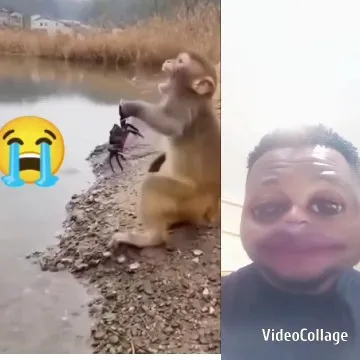 Monkey Holding Crab by the Water