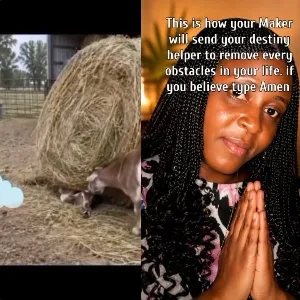Woman in Prayer Pose with Goat