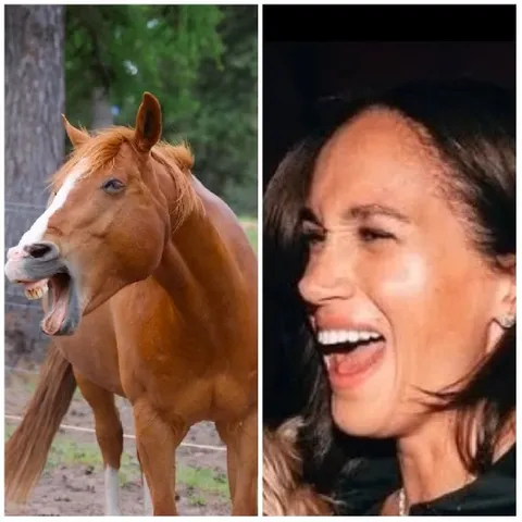 Horse Yawning Next to Smiling Person