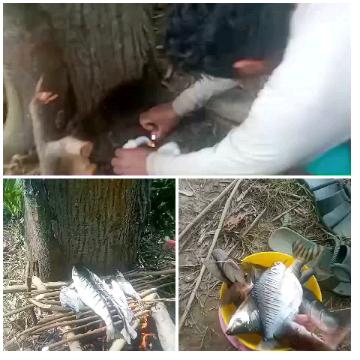 Preparing Fish Over a Fire