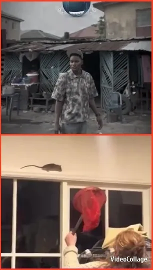 Outdoor and Indoor Mouse Catching