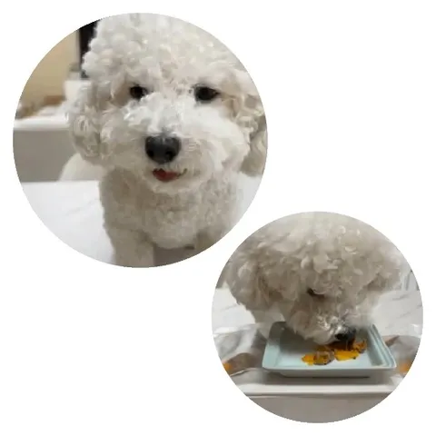 Dog Eats From Plate Happily
