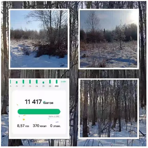Snowy Woodland and Step Count Display