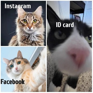 Cats with Social Media Labels