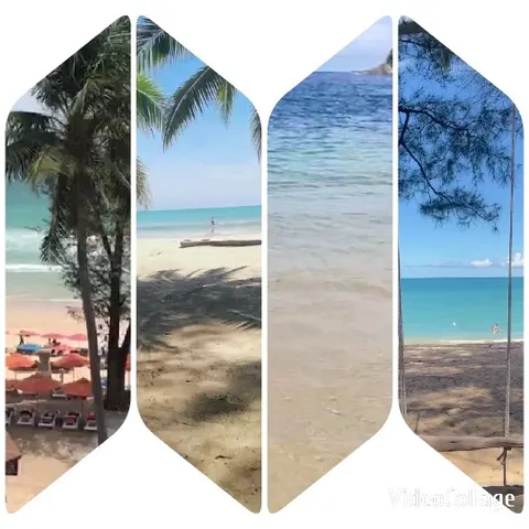 Tropical Beach Scenes with Palm Trees