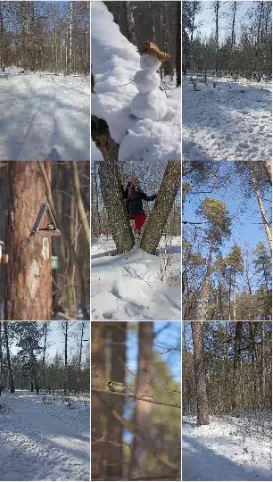 Snowy Forest Scene with Snowman