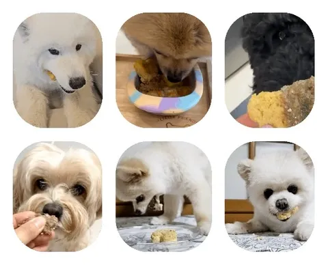 Dogs Eating Food Indoors