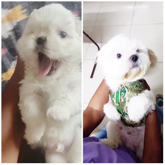 Fluffy White Dog in Two Poses