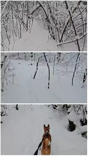 Dog Walking in Snowy Forest