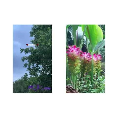 Cloudy Sky and Vibrant Flowers