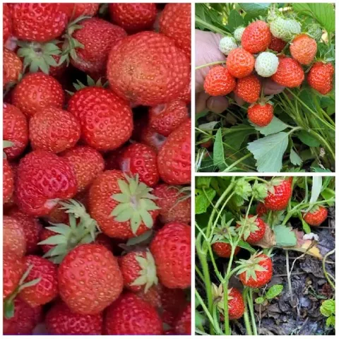Ripe and Unripe Strawberries Displayed