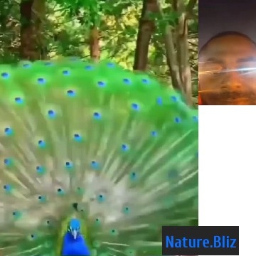 Peacock Displaying Feathers Outdoors