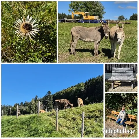 Peaceful Scenes of Nature and Animals
