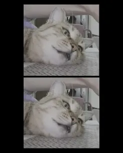Relaxed Cat on Textured Surface