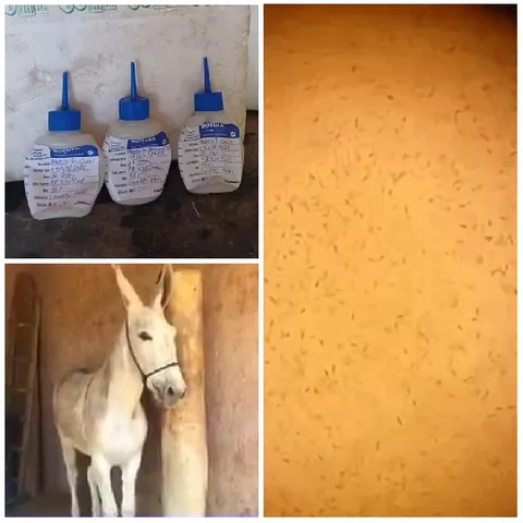 Bottles, Donkey, and Grains