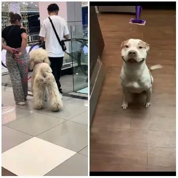 Two People with Fluffy Dog