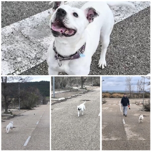 White Dog Walking on Paved Path