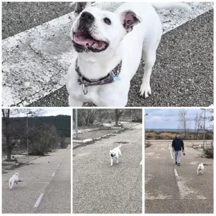 White Dog Walking on Paved Path
