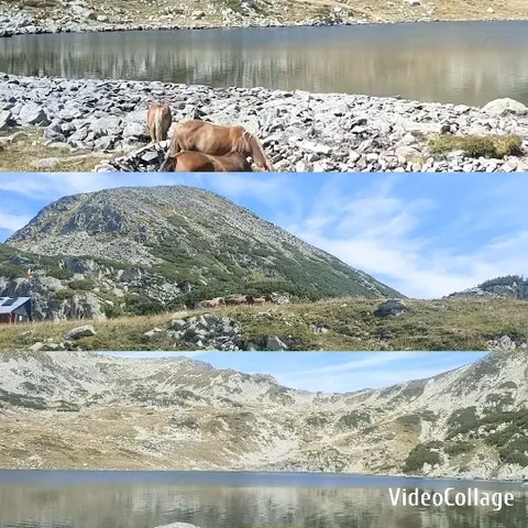 Scenic Views of Nature and Cows
