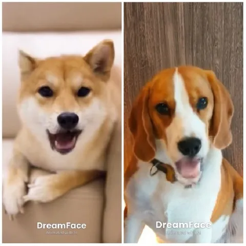 Two Dogs in Playful Poses