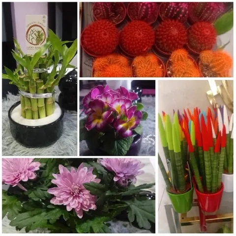 Variety of Plants and Flowers