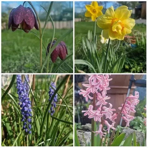 Four Types of Beautiful Flowers