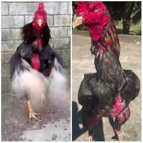 Rooster in Motion and Close-Up