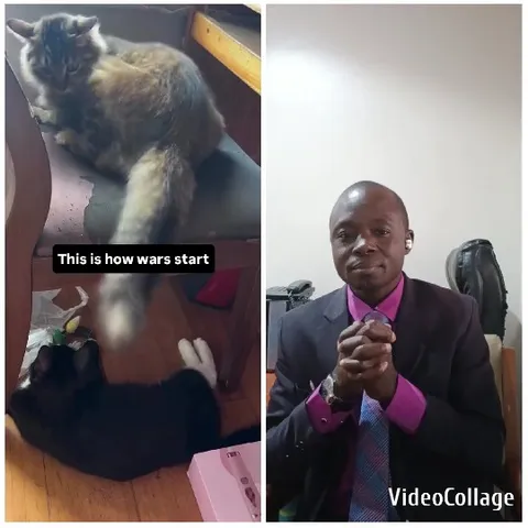 Playful Cats and Suit-Wearing Man