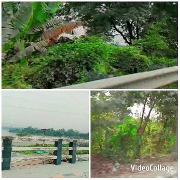 Lush Greenery by Roadside and Waterfront