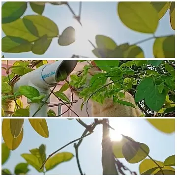 Sunlight Through Green Leaves