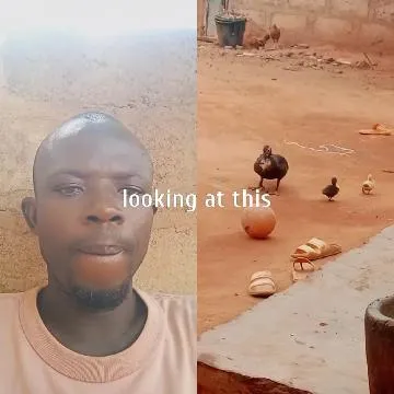 Person and Ducks in the Yard