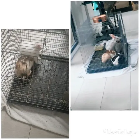 Rabbits in Indoor Cages