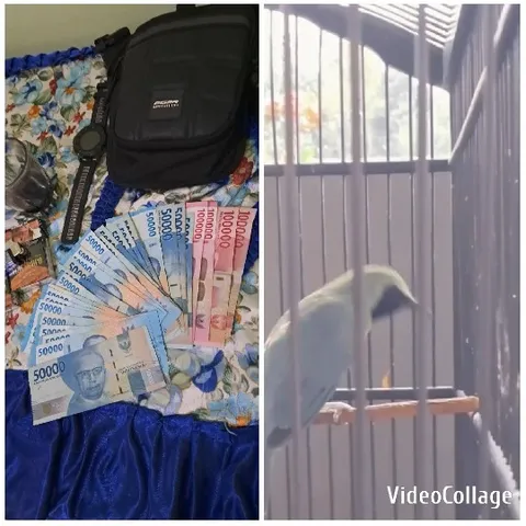 Currency and Bird in Cage