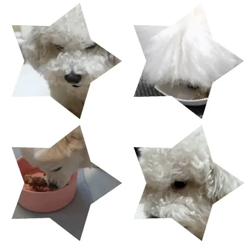 Fluffy Dog Eating from Bowl
