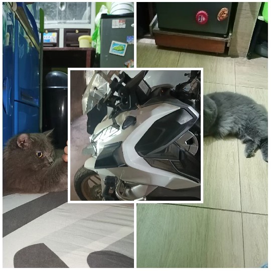 Cat and Motorcycle Scenes
