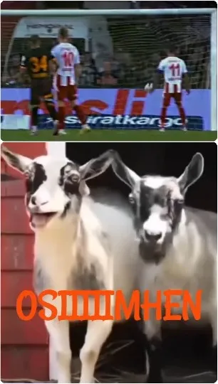 Football Match and Goats Together